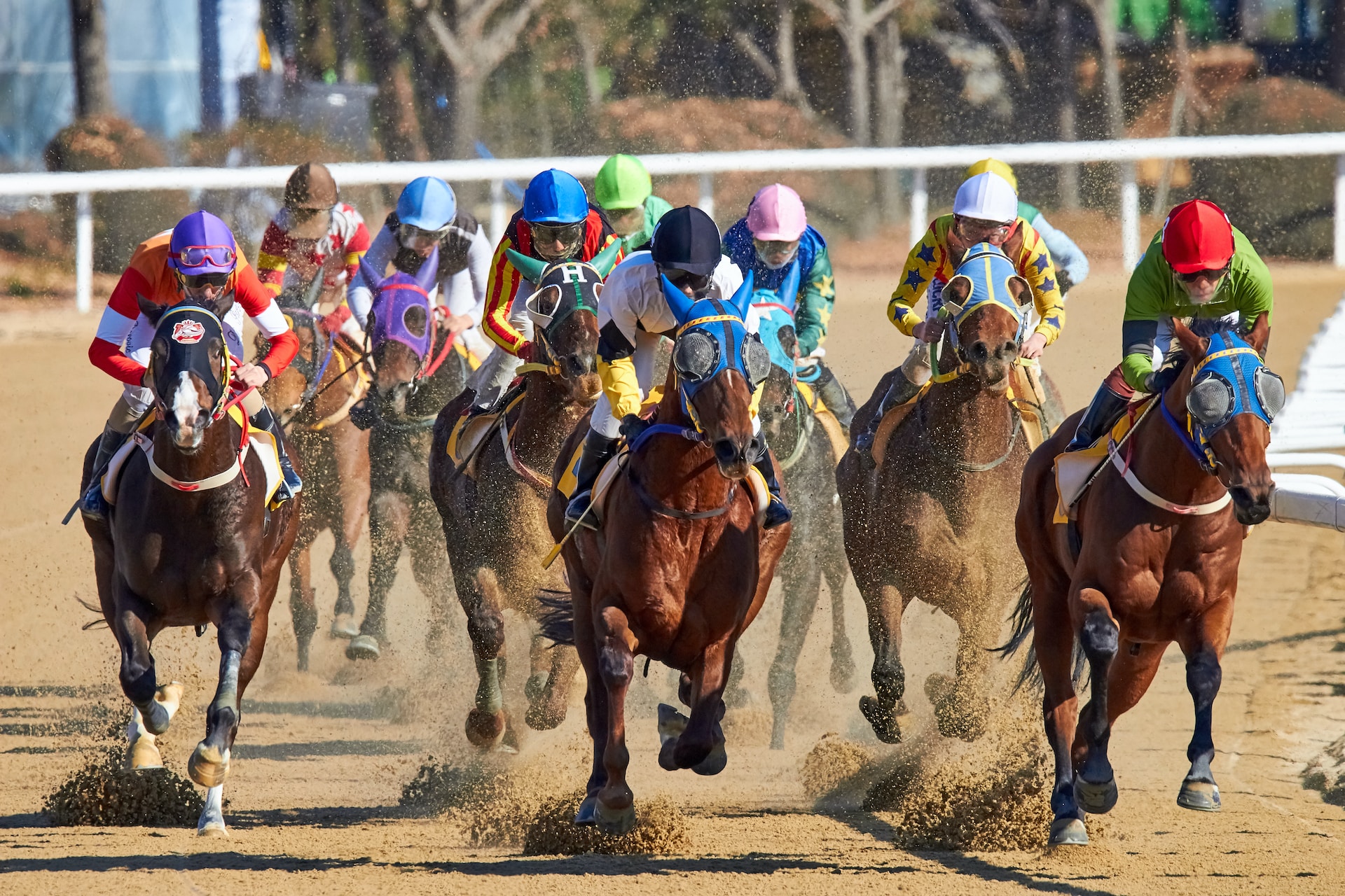 horses